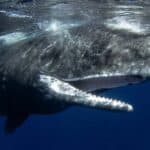 AI Technology Decoding the Language of Sperm Whales: A New Era in Marine Conservation