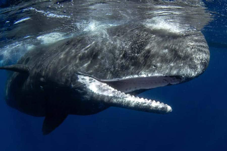 AI Technology Decoding the Language of Sperm Whales: A New Era in Marine Conservation