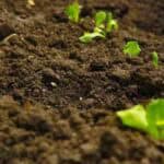 Global Soil Health Initiative 2026: A Global Effort to Prevent Desertification and Restore Soil Fertility