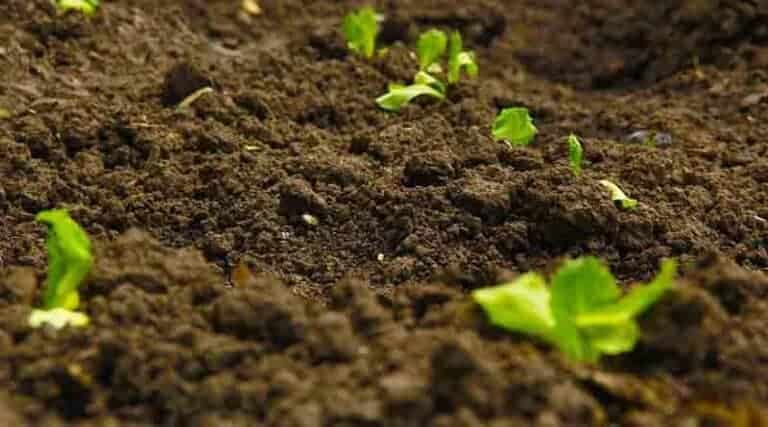 Global Soil Health Initiative 2026: A Global Effort to Prevent Desertification and Restore Soil Fertility