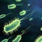 Probiotic revolution in Bangladesh’s fisheries and livestock sectors