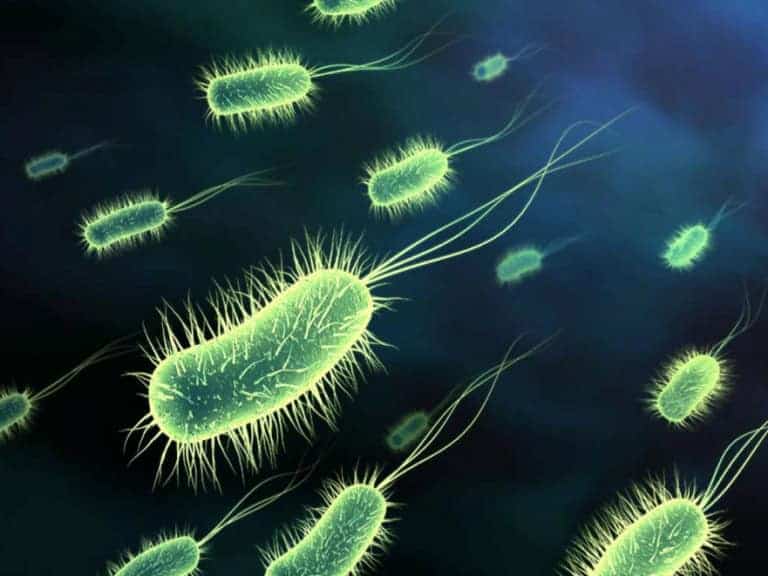 Probiotic revolution in Bangladesh’s fisheries and livestock sectors