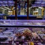 Lab‑Created “Super‑Corals”: A Breakthrough for Saving the Great Barrier Reef