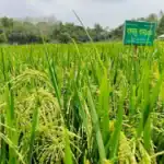 "Saltiness in coastal farming and the quiet change of ‘Bangabandhu Dhan (Paddy) 100’"