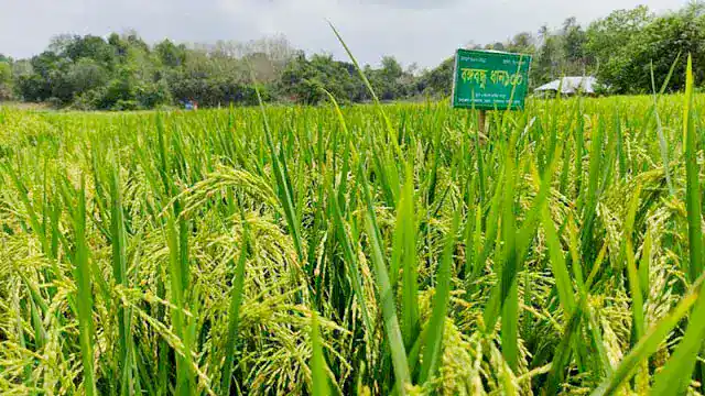 "Saltiness in coastal farming and the quiet change of ‘Bangabandhu Dhan (Paddy) 100’"