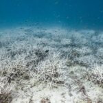 Marine biodiversity in critical existential crisis