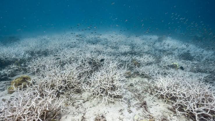 Marine biodiversity in critical existential crisis