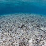 Ocean Acidification