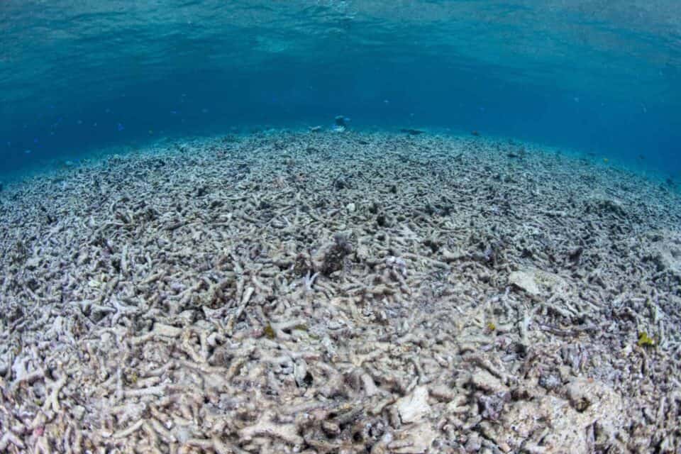 Ocean Acidification