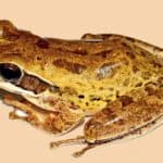 "New species of 'Tree Frog' found in the deep forests of Bandarban: A boost for biodiversity"