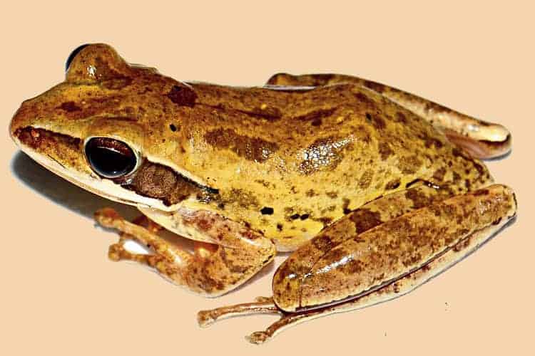 "New species of 'Tree Frog' found in the deep forests of Bandarban: A boost for biodiversity"