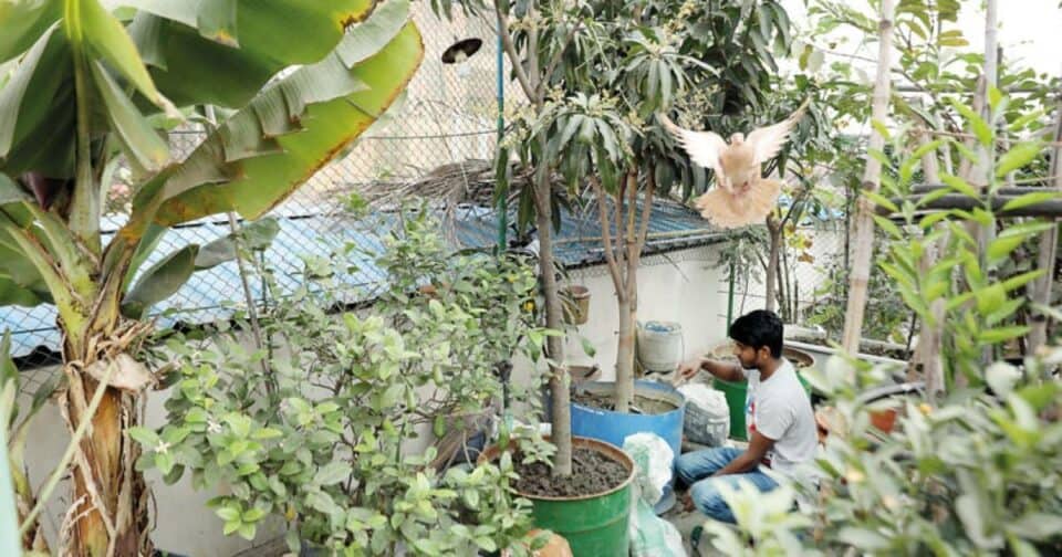 Urban Farming on Dhaka’s Rooftops: The Return of Birds and a New Ecosystem in the Concrete Jungle