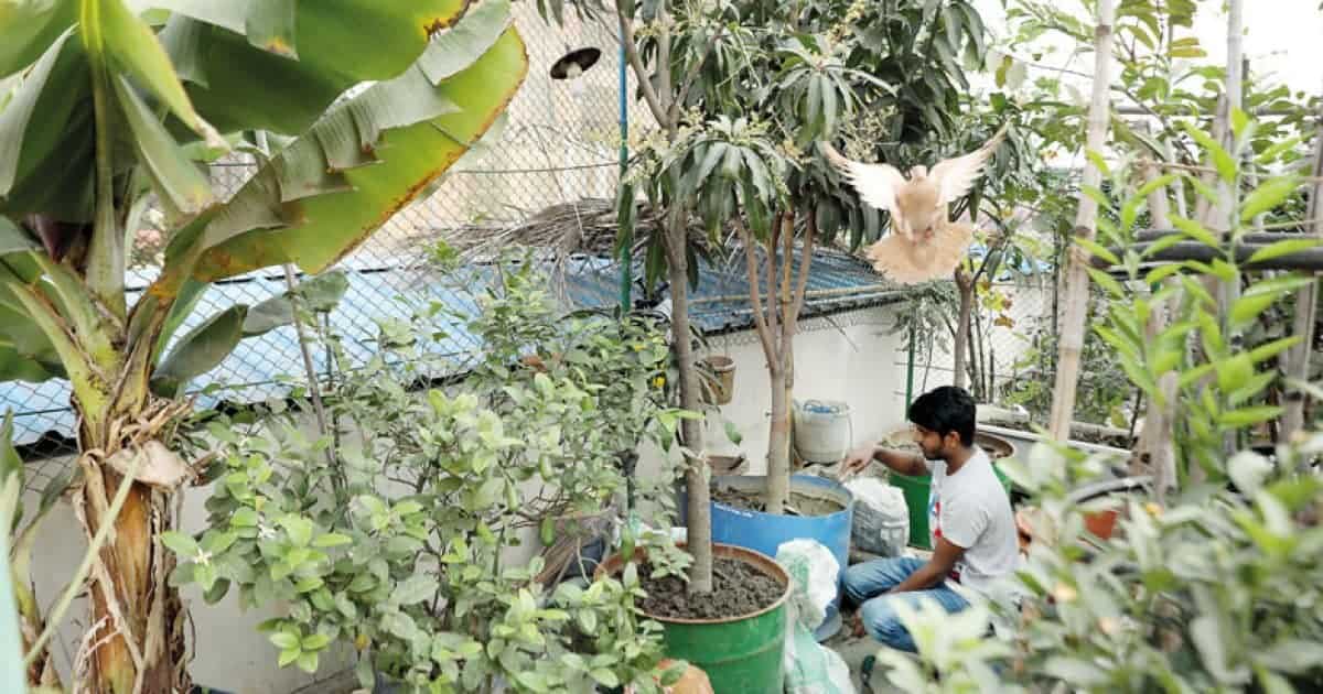 Urban Farming on Dhaka’s Rooftops: The Return of Birds and a New Ecosystem in the Concrete Jungle