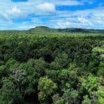 Brazil halves Amazon deforestation: A major success in protecting the global carbon sink