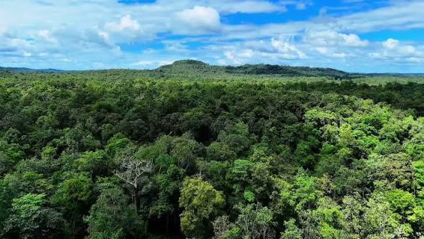 Brazil halves Amazon deforestation: A major success in protecting the global carbon sink