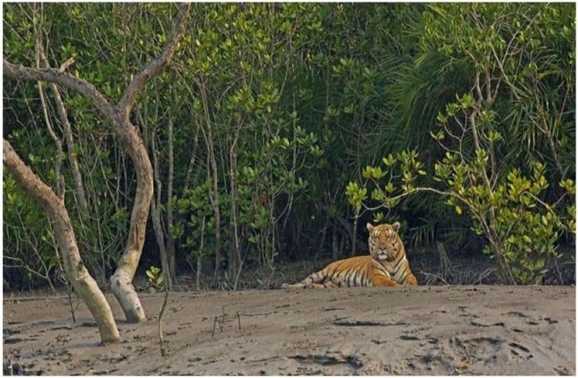 Climate Change and Sea Level Rise: New Global Research to Save the Sundarbans