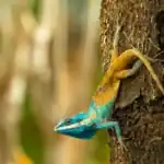 Recently 380 new species were discovered in the Mekong Basin: Nature is still full of surprisesRecently 380 new species were discovered in the Mekong Basin: Nature is still full of surprises