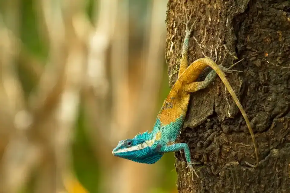 Recently 380 new species were discovered in the Mekong Basin: Nature is still full of surprisesRecently 380 new species were discovered in the Mekong Basin: Nature is still full of surprises