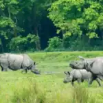 Protecting wildlife through the magic of technology: AI and drone revolution in curbing poaching in the African savannah