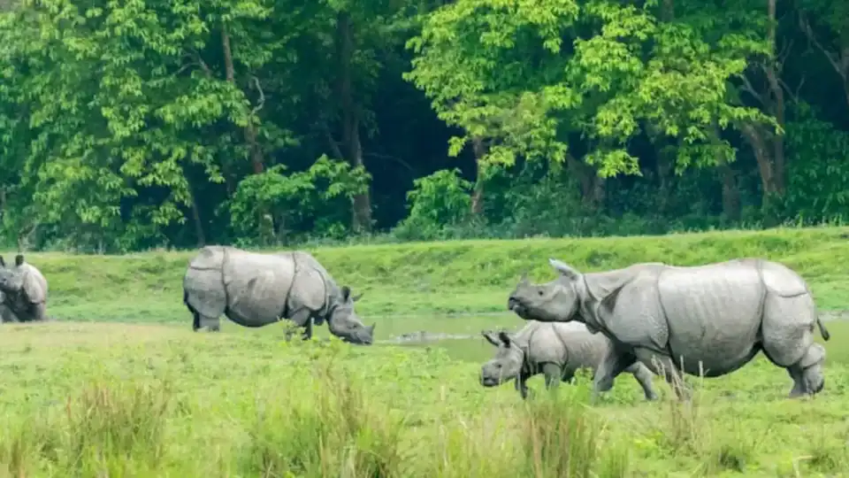 Protecting wildlife through the magic of technology: AI and drone revolution in curbing poaching in the African savannah