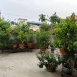 Mega initiative of rooftop gardens and extensive greening to save Dhaka from ‘Urban Heat Island’