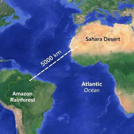 Amazon survives on Sahara Desert dust: A surprising interconnection of nature