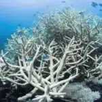 Global warming and climate change shock: 84 percent of the world's coral reefs are victims of extreme heat waves