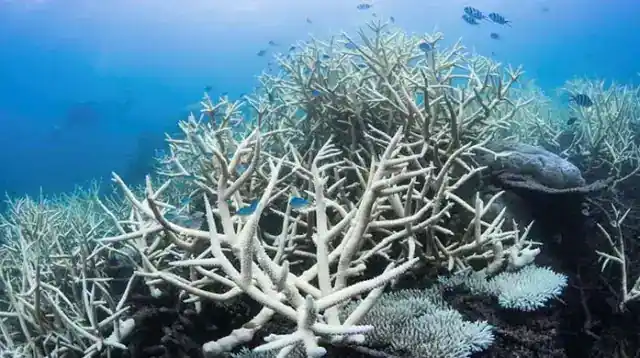 Global warming and climate change shock: 84 percent of the world's coral reefs are victims of extreme heat waves