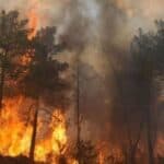 Record-breaking heatwaves and wildfires ravaging the world: more than 500000 hectares of forest burned across Europe in early August this year