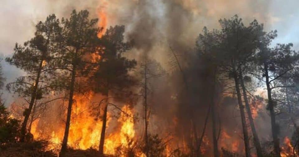 Record-breaking heatwaves and wildfires ravaging the world: more than 500000 hectares of forest burned across Europe in early August this year