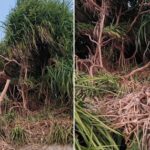 Unplanned resort construction and Keya forest destruction festival in St. Martins: Biodiversity of the country's only coral island in crisis