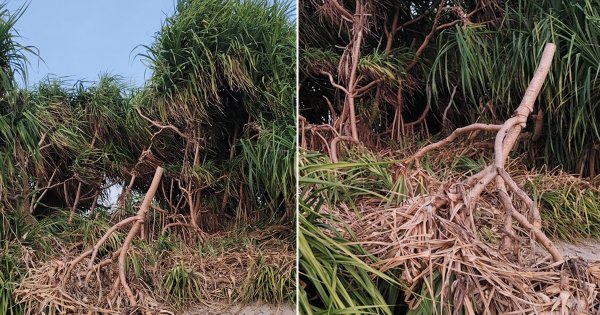 Unplanned resort construction and Keya forest destruction festival in St. Martins: Biodiversity of the country's only coral island in crisis