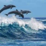 World Maritime Day 2026: Roadmap Announced for Green Shipping to Expand the Blue Economy and Protect the Marine Environment